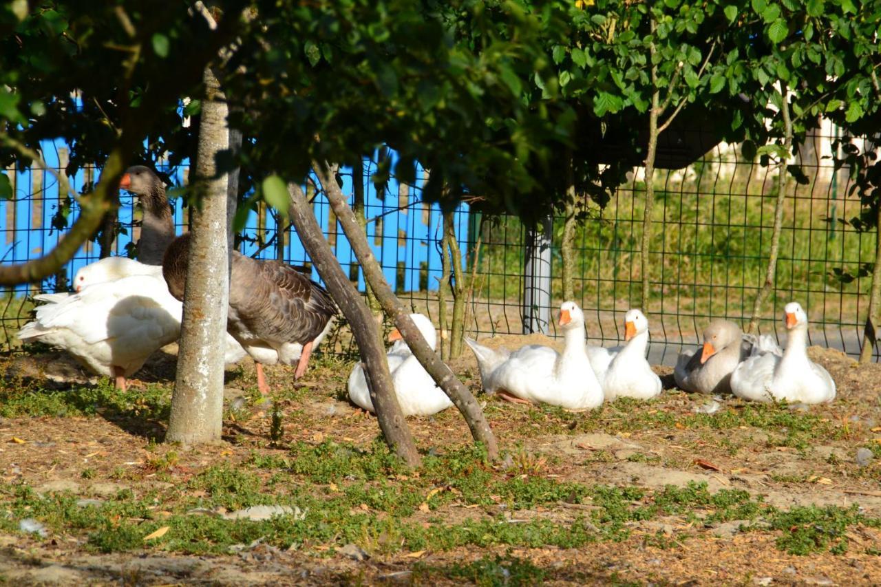 Alaguyauder Le Kota Bed & Breakfast Chatillon-sur-Broue Exterior foto